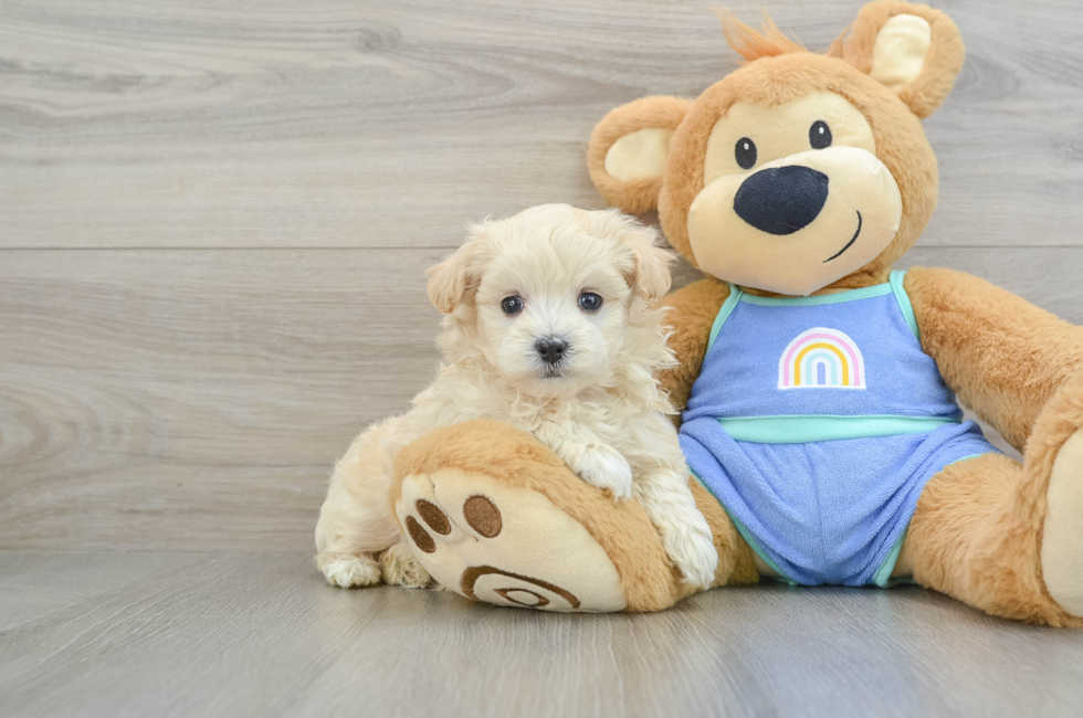 7 week old Maltipoo Puppy For Sale - Pilesgrove Pups