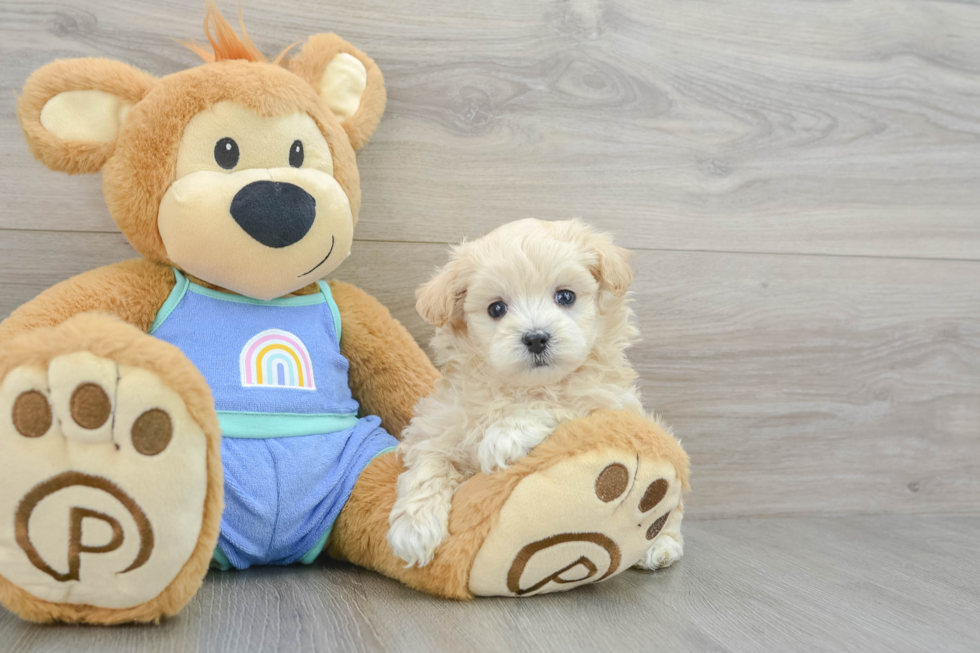 Energetic Maltidoodle Poodle Mix Puppy
