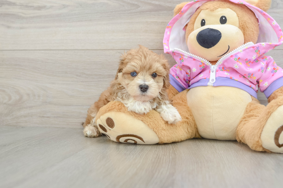 5 week old Maltipoo Puppy For Sale - Pilesgrove Pups