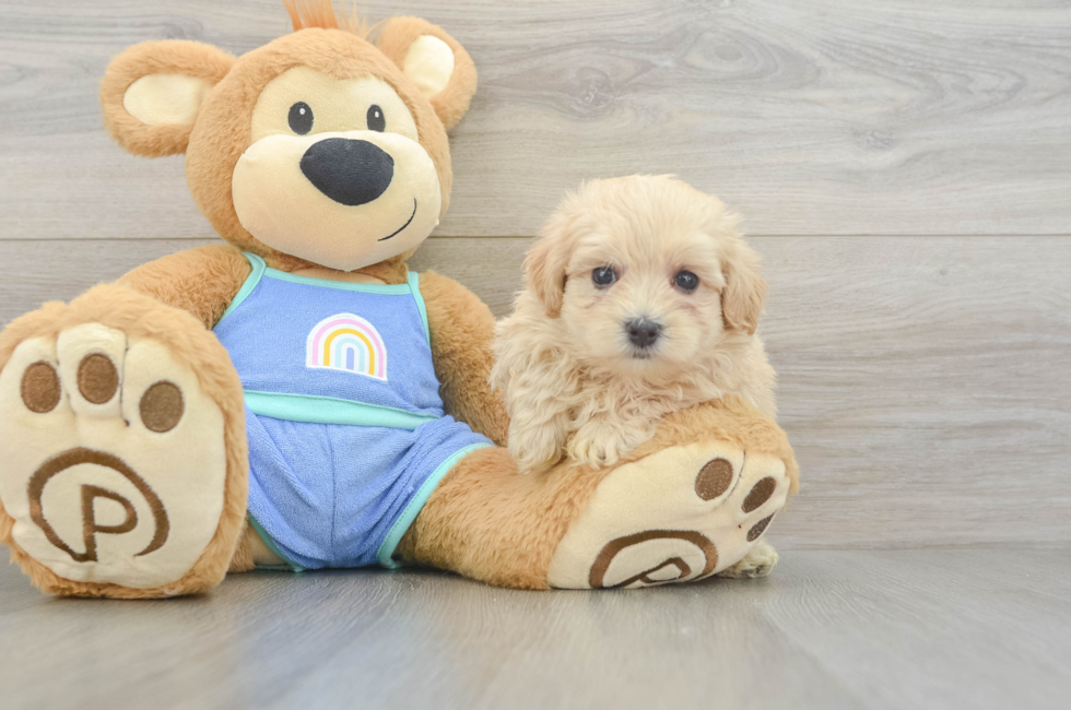 6 week old Maltipoo Puppy For Sale - Pilesgrove Pups