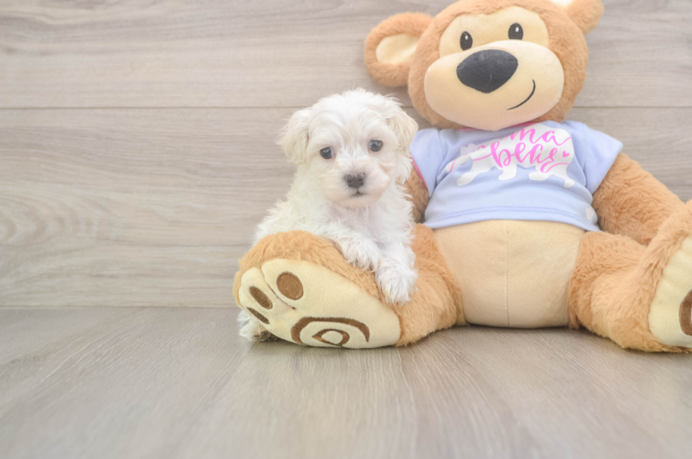 5 week old Maltipoo Puppy For Sale - Pilesgrove Pups
