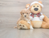 7 week old Maltipoo Puppy For Sale - Pilesgrove Pups