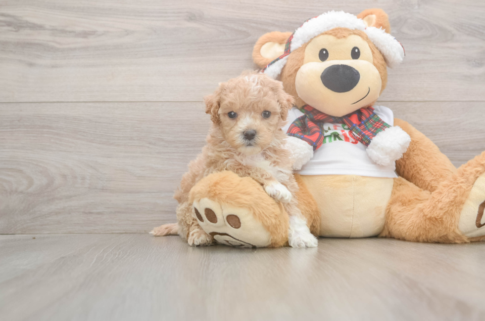 5 week old Maltipoo Puppy For Sale - Pilesgrove Pups