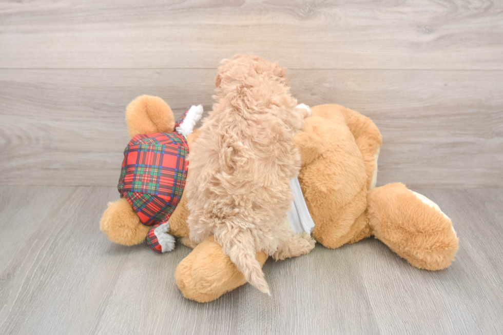 Petite Maltipoo Poodle Mix Pup