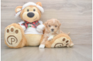 Maltipoo Pup Being Cute