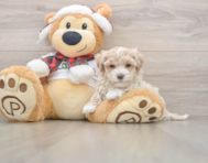 7 week old Maltipoo Puppy For Sale - Pilesgrove Pups