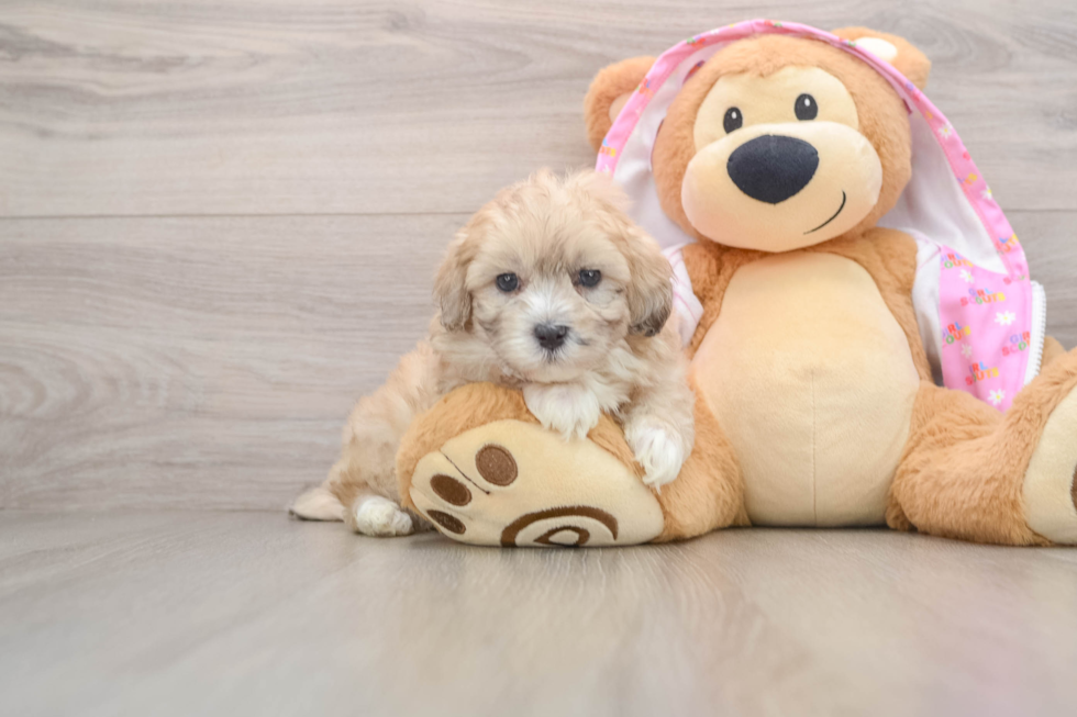 Maltipoo Puppy for Adoption