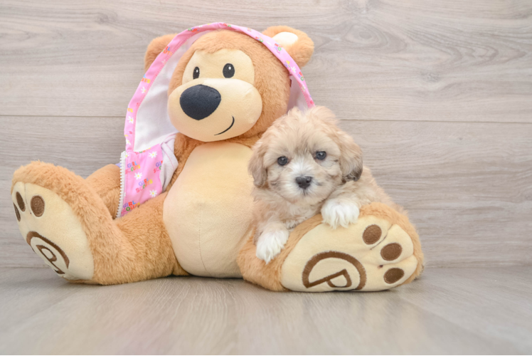 Maltipoo Puppy for Adoption