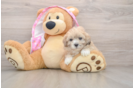 Maltipoo Puppy for Adoption