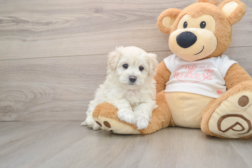 Maltipoo Puppy for Adoption