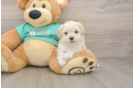 Petite Maltipoo Poodle Mix Pup