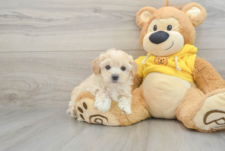 Fluffy Maltipoo Poodle Mix Pup