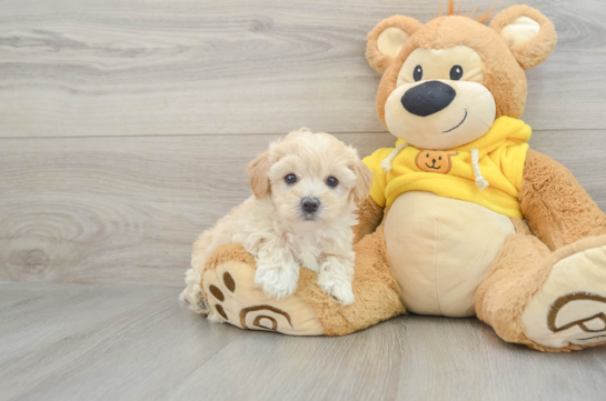 Fluffy Maltipoo Poodle Mix Pup