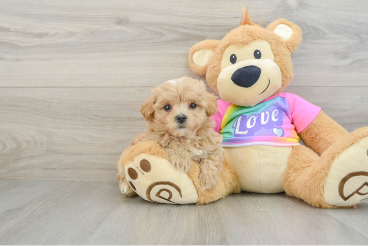 Little Maltepoo Poodle Mix Puppy