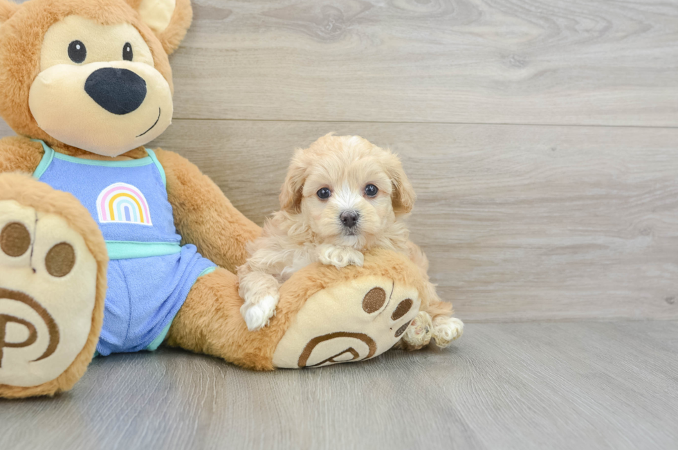7 week old Maltipoo Puppy For Sale - Pilesgrove Pups