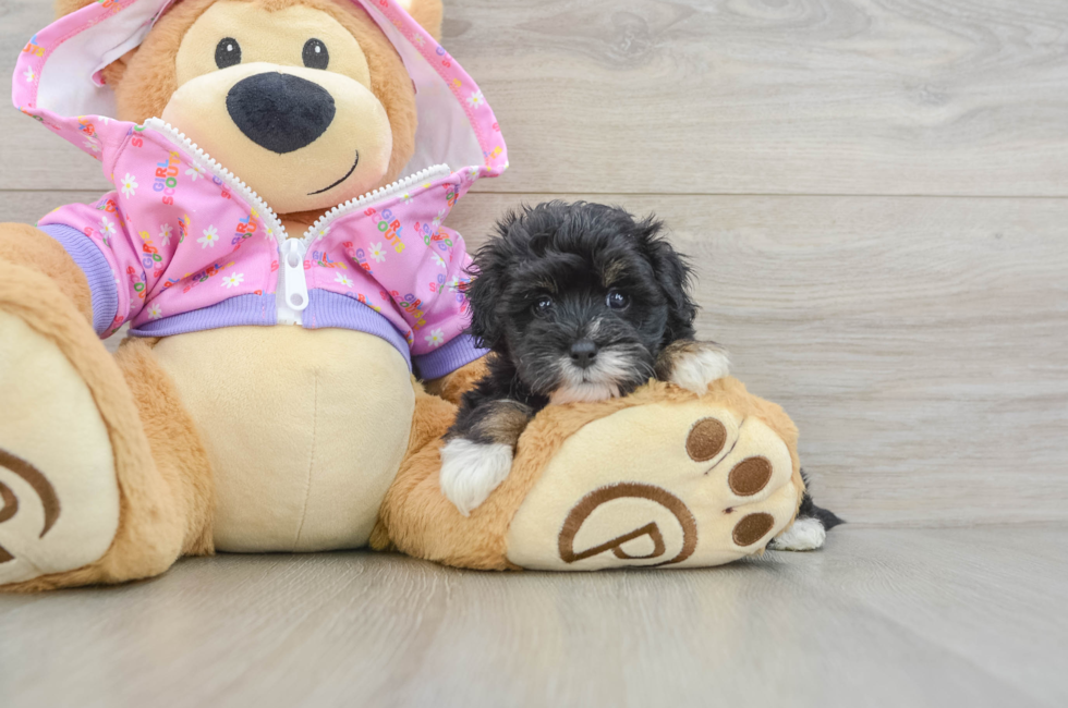 5 week old Maltipoo Puppy For Sale - Pilesgrove Pups