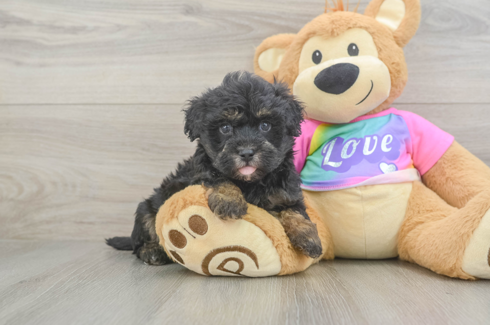 6 week old Maltipoo Puppy For Sale - Pilesgrove Pups