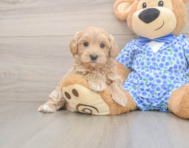 8 week old Maltipoo Puppy For Sale - Pilesgrove Pups