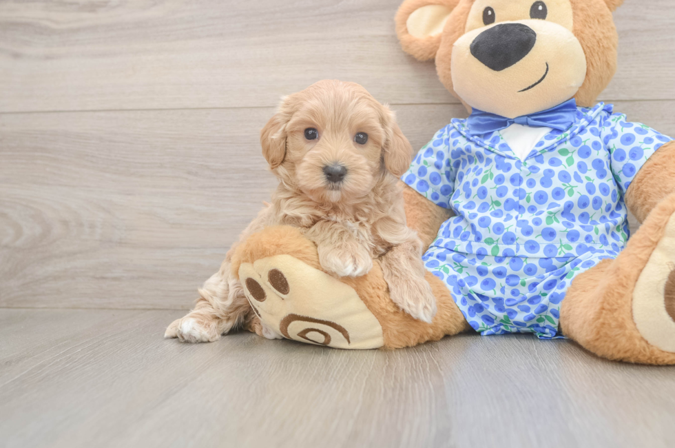 6 week old Maltipoo Puppy For Sale - Pilesgrove Pups