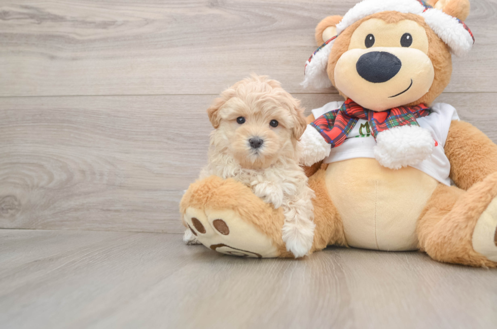 5 week old Maltipoo Puppy For Sale - Pilesgrove Pups