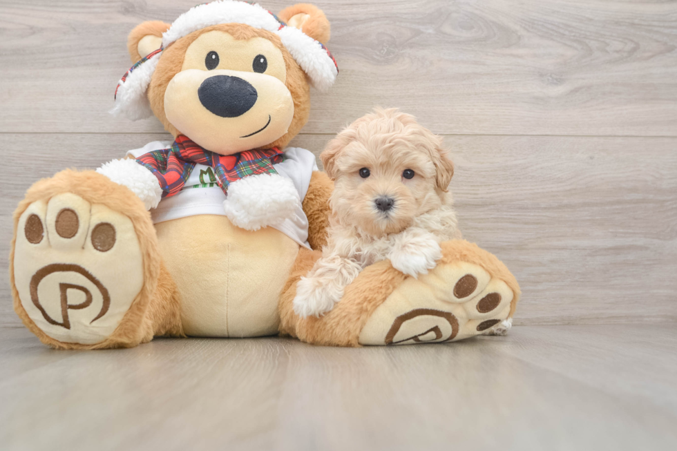Little Maltese Poodle Poodle Mix Puppy