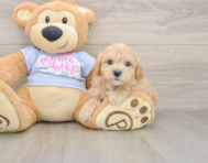 9 week old Maltipoo Puppy For Sale - Pilesgrove Pups