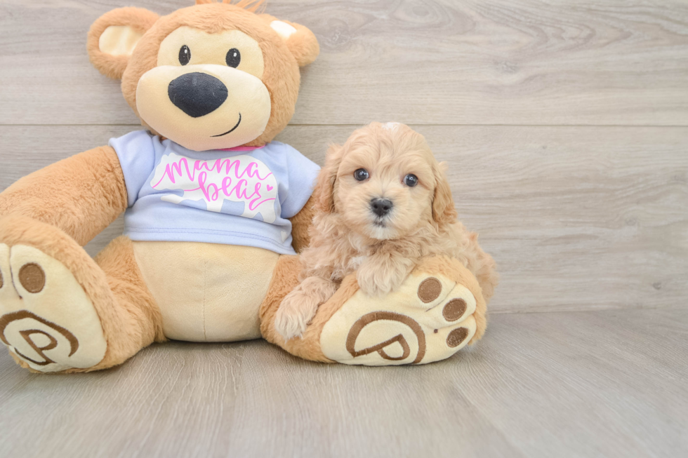 Maltipoo Puppy for Adoption