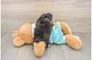 Maltipoo Pup Being Cute