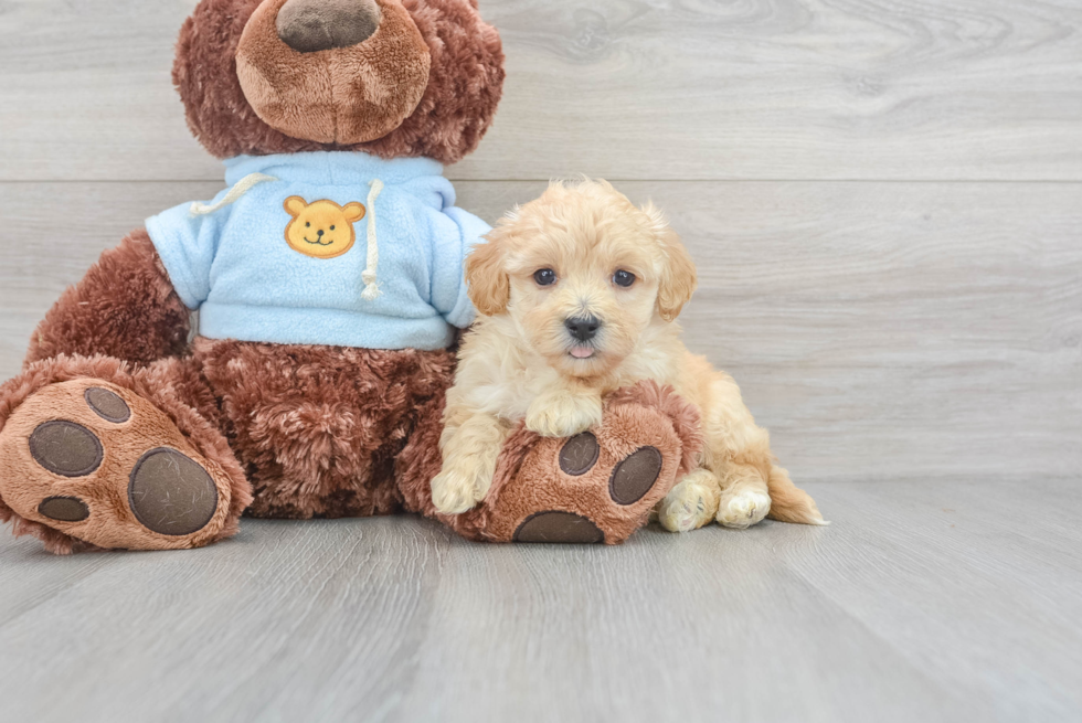 Maltipoo Pup Being Cute