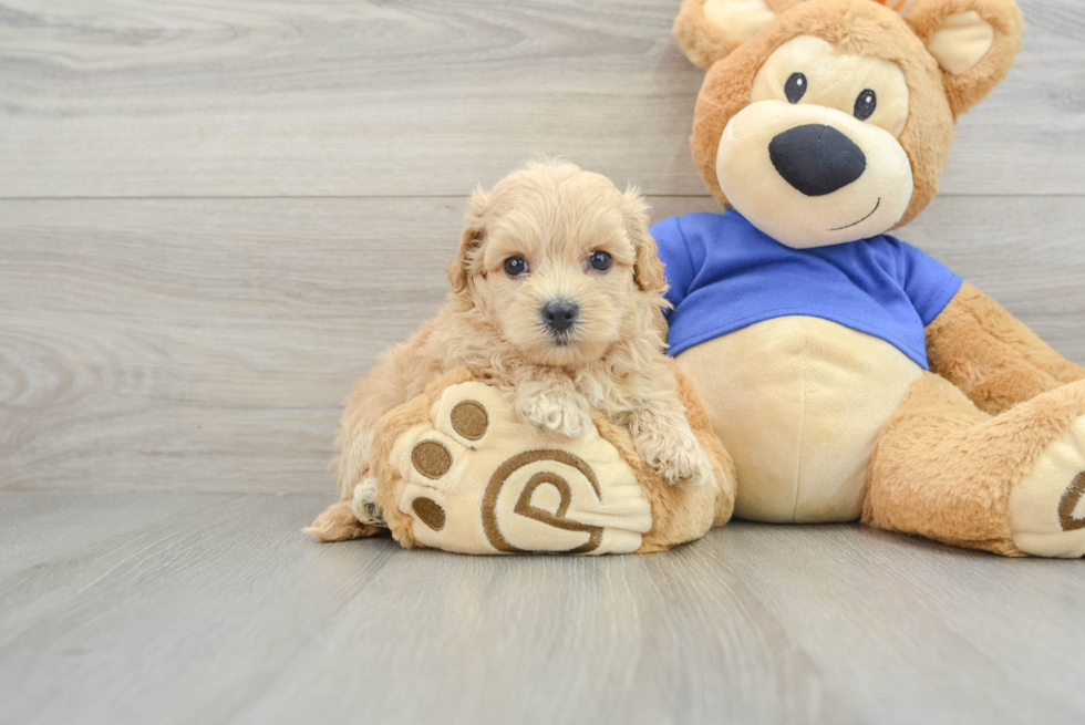 Funny Maltipoo Poodle Mix Pup