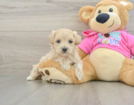 8 week old Maltipoo Puppy For Sale - Pilesgrove Pups