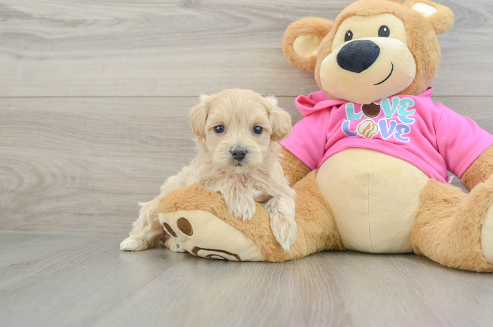 6 week old Maltipoo Puppy For Sale - Pilesgrove Pups