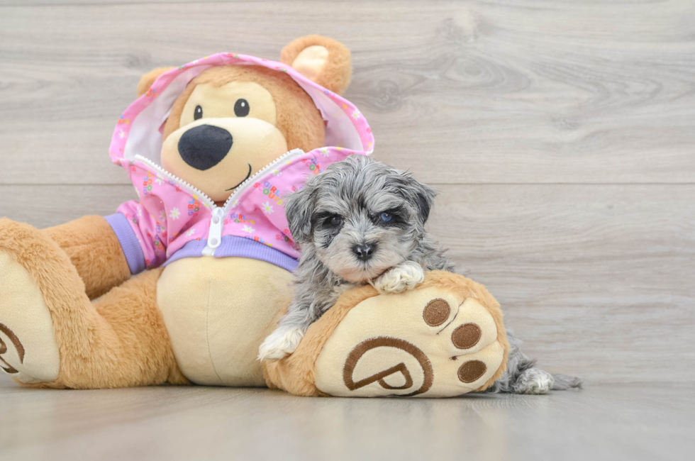 5 week old Maltipoo Puppy For Sale - Pilesgrove Pups