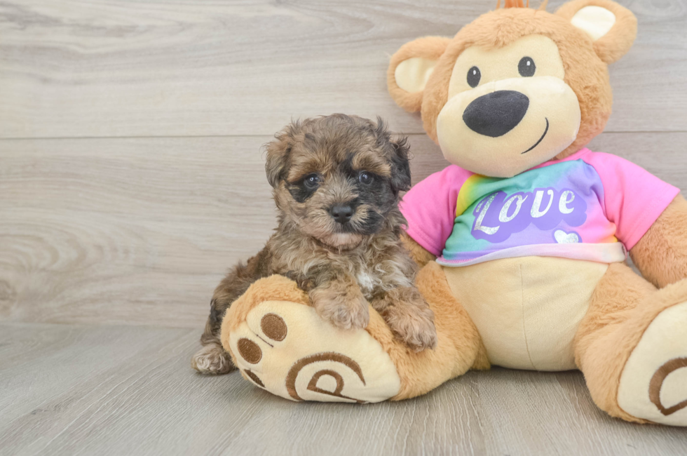 6 week old Maltipoo Puppy For Sale - Pilesgrove Pups