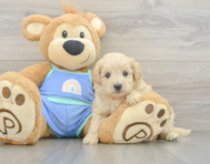 8 week old Maltipoo Puppy For Sale - Pilesgrove Pups