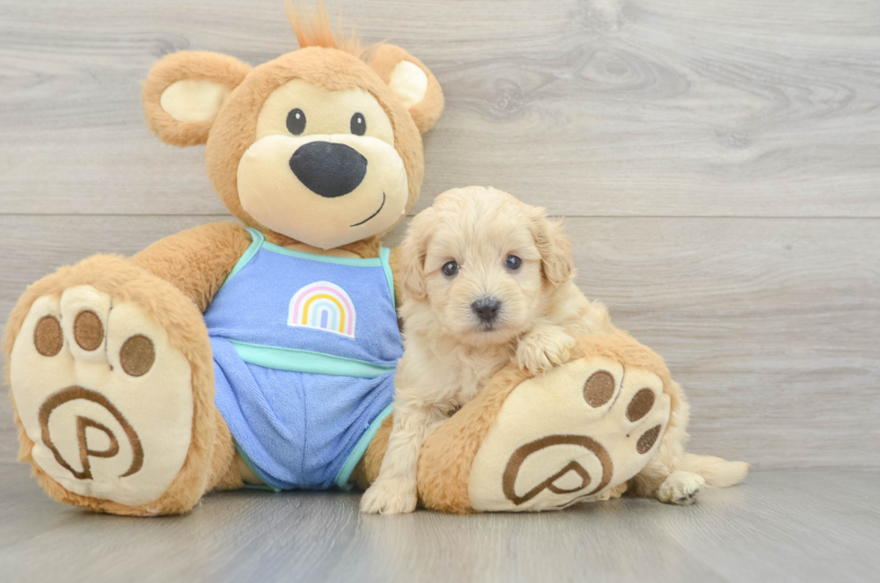 6 week old Maltipoo Puppy For Sale - Pilesgrove Pups