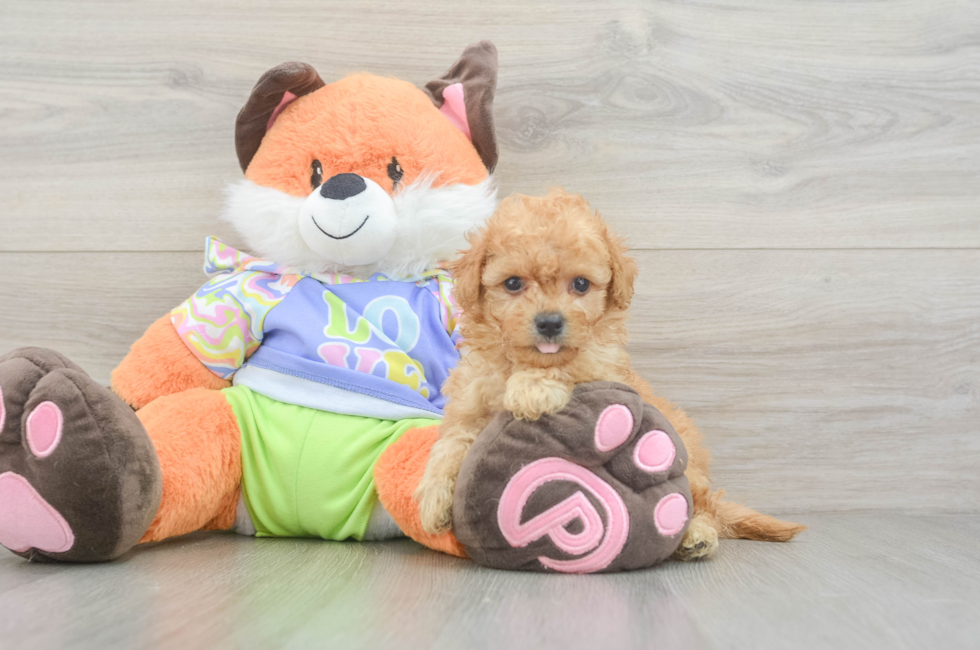 5 week old Maltipoo Puppy For Sale - Pilesgrove Pups