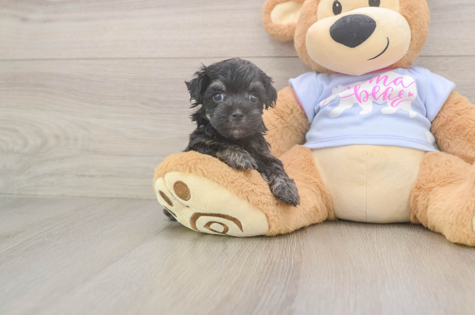 5 week old Maltipoo Puppy For Sale - Pilesgrove Pups