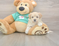8 week old Maltipoo Puppy For Sale - Pilesgrove Pups