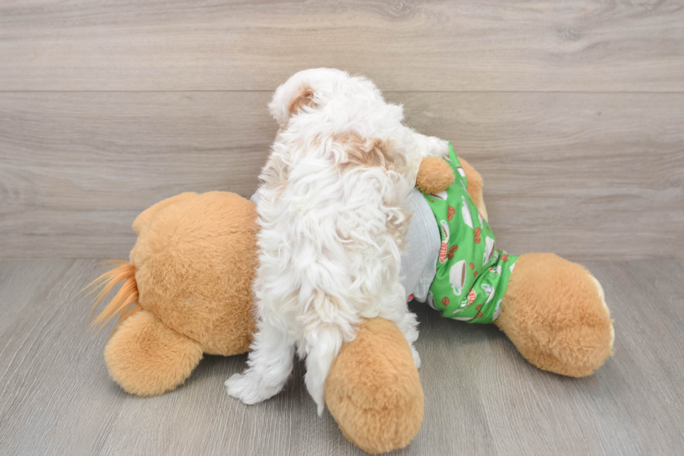 Maltipoo Puppy for Adoption