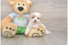 Petite Maltipoo Poodle Mix Pup