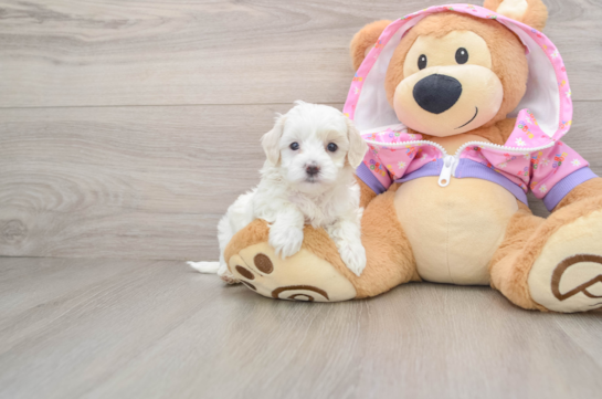 Popular Maltipoo Poodle Mix Pup