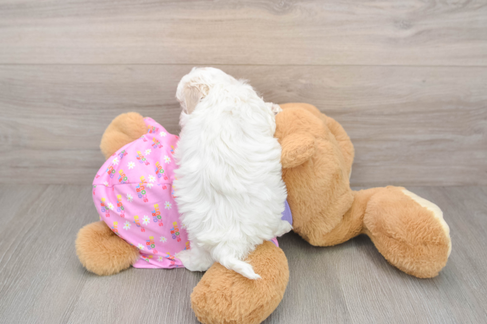 Playful Malt Oodle Poodle Mix Puppy