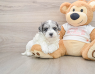 8 week old Maltipoo Puppy For Sale - Pilesgrove Pups