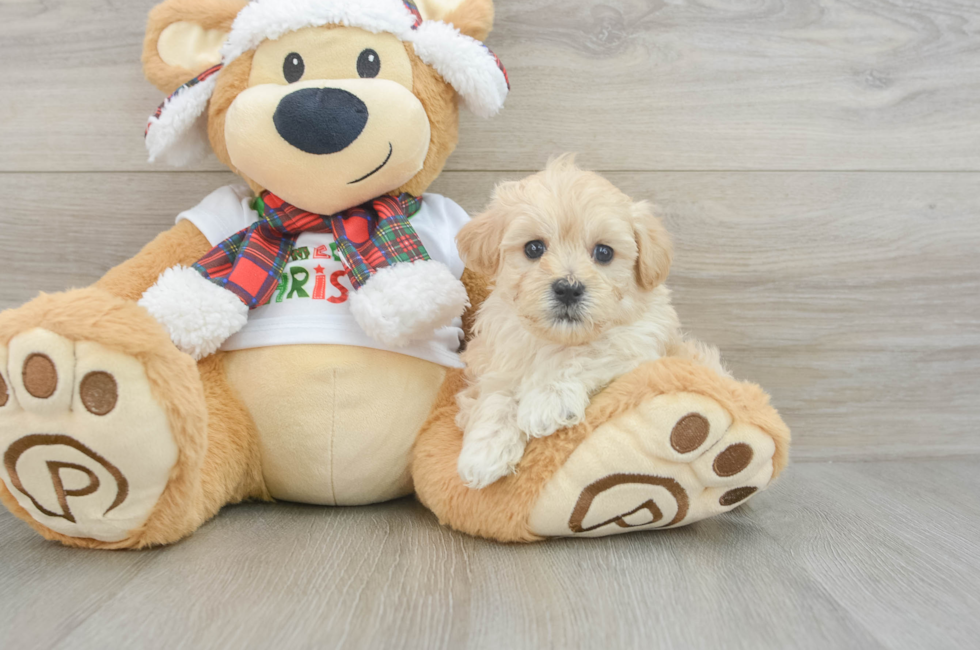 6 week old Maltipoo Puppy For Sale - Pilesgrove Pups