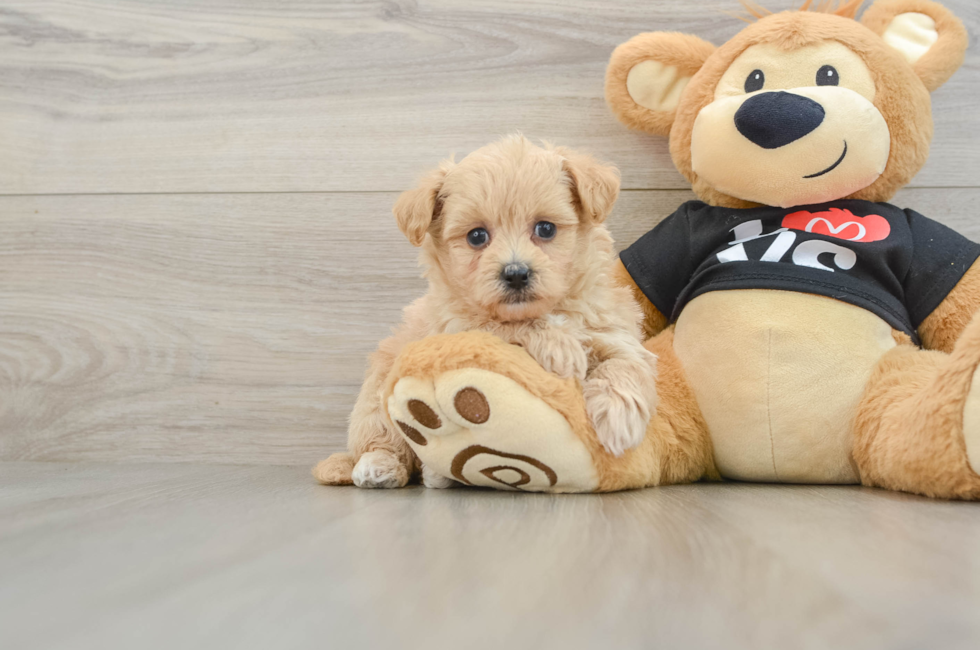 5 week old Maltipoo Puppy For Sale - Pilesgrove Pups