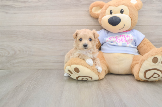 Little Malt Oodle Poodle Mix Puppy