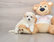 8 week old Maltipoo Puppy For Sale - Pilesgrove Pups