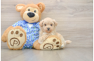 Energetic Moodle Poodle Mix Puppy