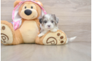 Petite Maltipoo Poodle Mix Pup